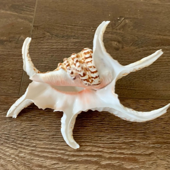 Chiragra Spider Conch Seashell - Picture 4 of 11